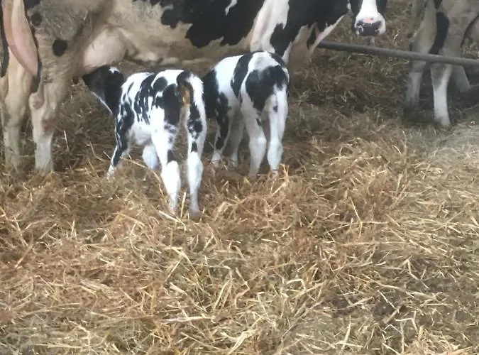 Kristinebjerg Habitación en casa particular